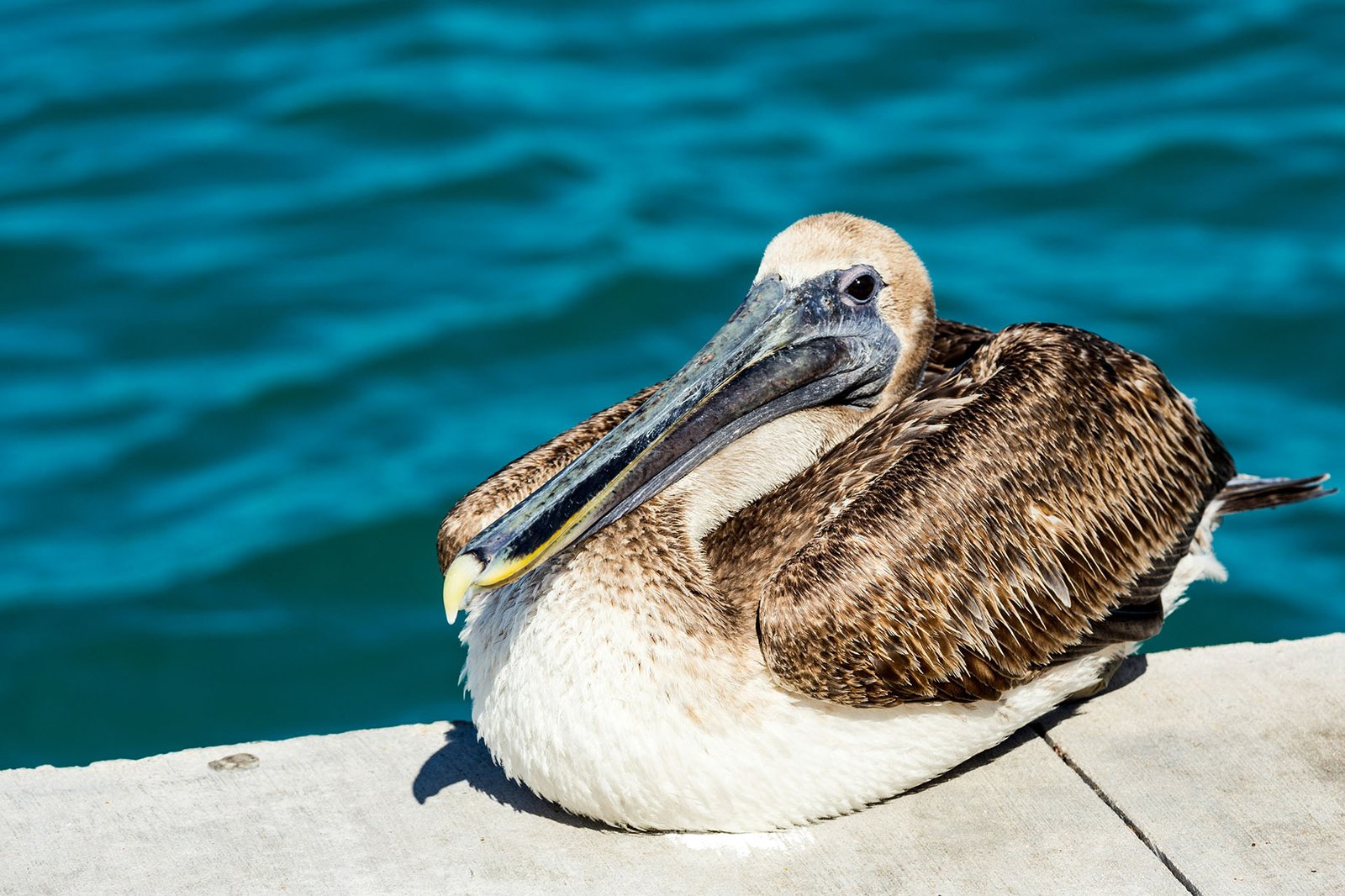 bird-on-pier-caymanislands