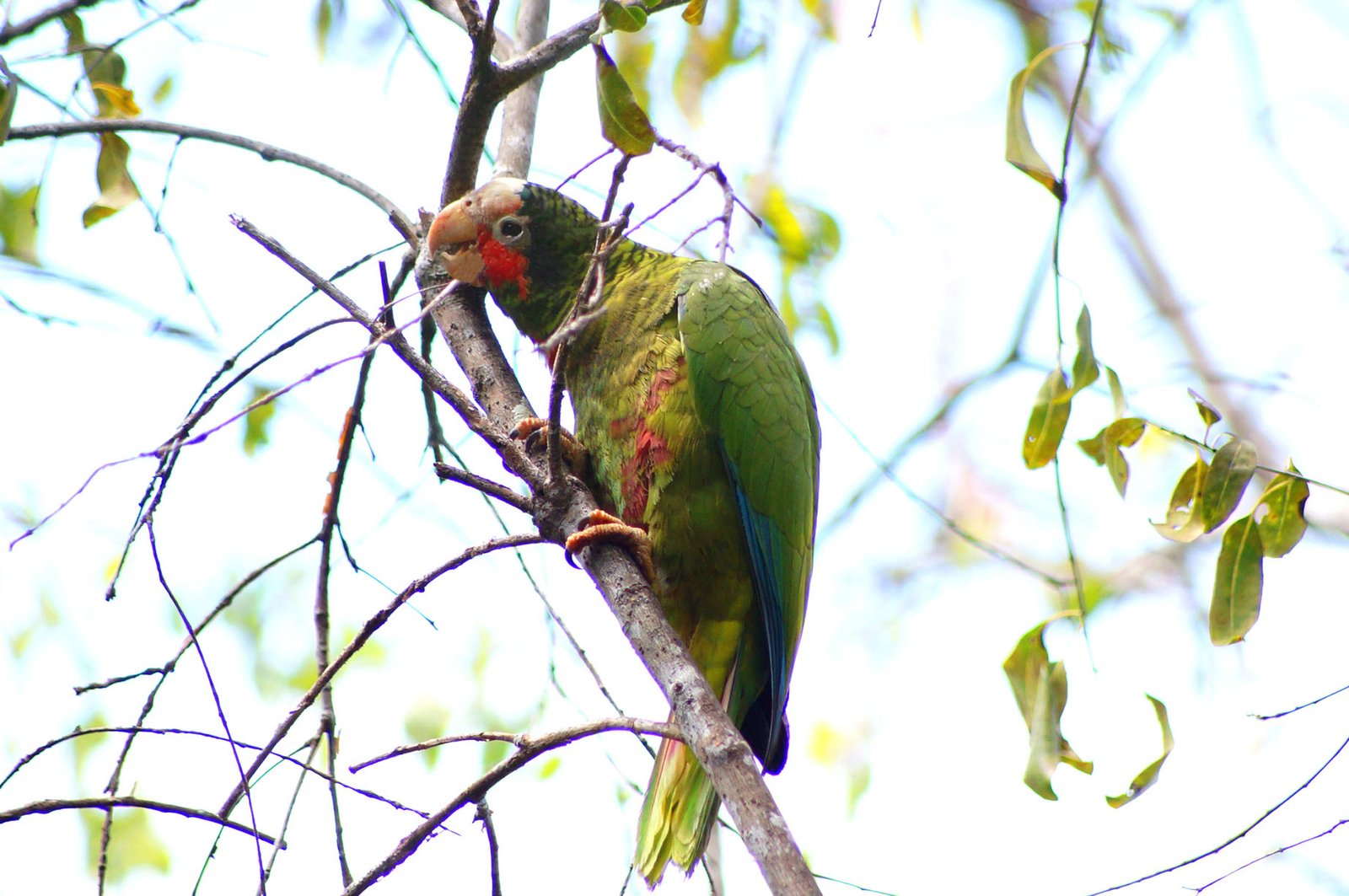 A Cayman Island Parrot.